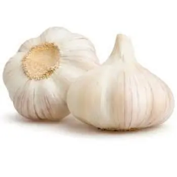 Common Garlic