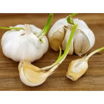 Organic Garlic