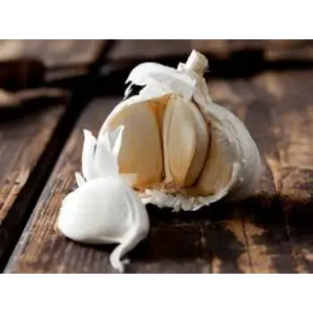 Common Fresh Garlic