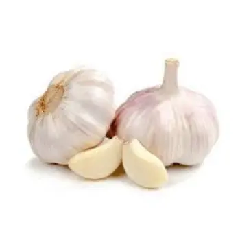 Common Garlic
