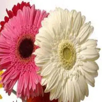 Gebera Flower Multi Color Exporter