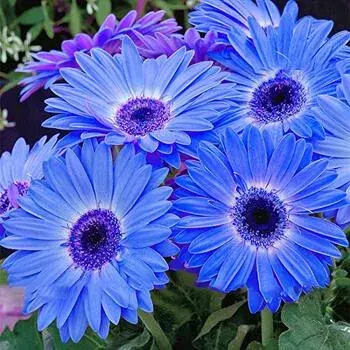 Gebera Flower Dark Color Manufacturer