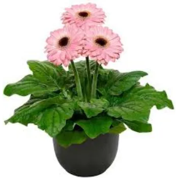 Common Gerbera Daisy Plant