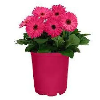 Organic Gerbera Daisy Plant Manufacturer