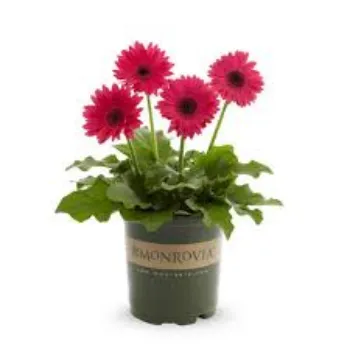Organic Gerbera Daisy Plant Manufacturer