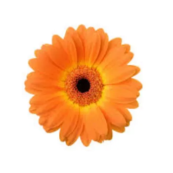 Fresh Gebera Flowers Exporter