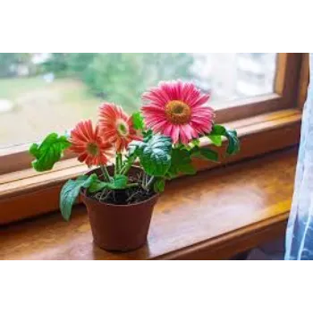 Fresh Gerbera Flowers