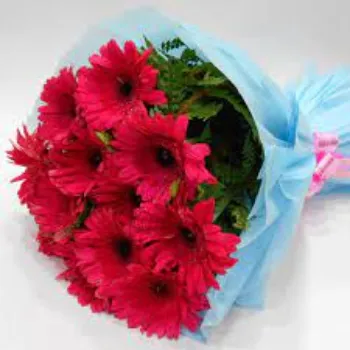 Fresh Gebera Flowers Manufacturer