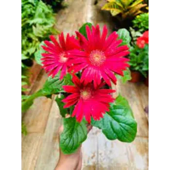 Fresh Gebera Flower
