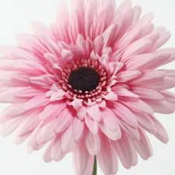 Fresh Gerbera Flowers Exporter