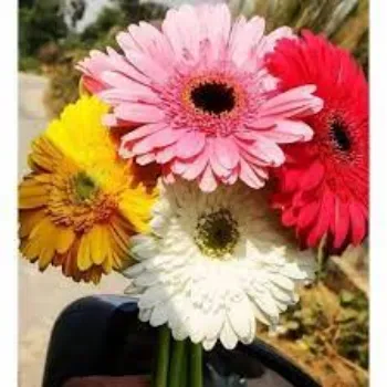 Fresh Gerbera Flowers Manufacturer