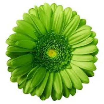 Fresh Gerbera Flower Manufacturer