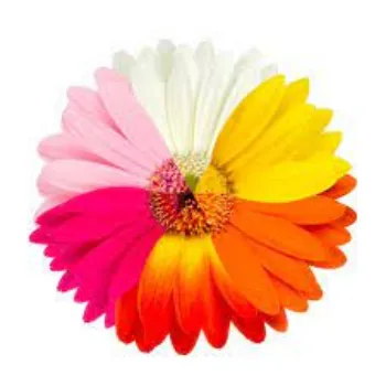 Fresh Gerbera Flowers Manufacturer