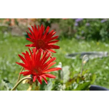 Natural Gerbera Flowers Manufacturer