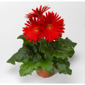 Fresh Gerbera Flowers Manufacturer