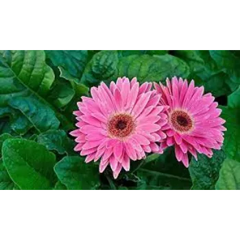 Fresh Gerbera Flowers Manufacturer