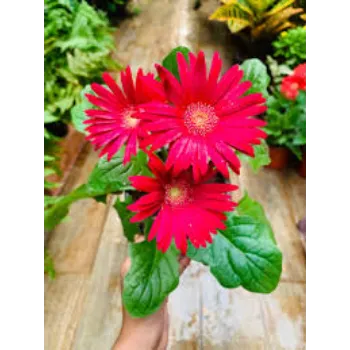Fresh Gebera Flower Manufacturer