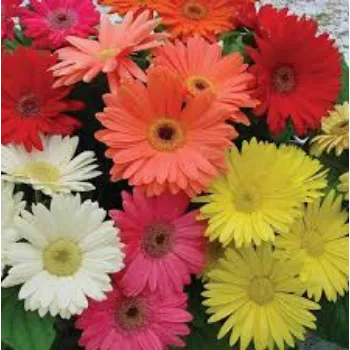 RAJESWARI NURSERY Gerbera Daisy Plant