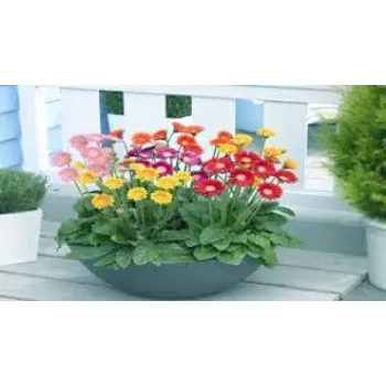 organic Gerbera Daisy Plant