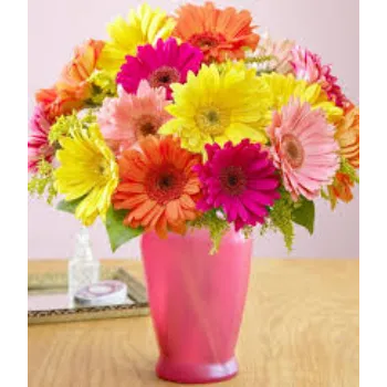 Roshni Agri forestry Gerbera Daisy Plant