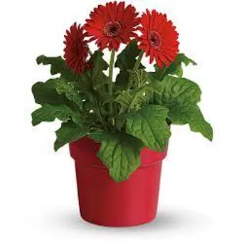 Gerbera Daisy Plant