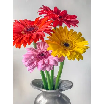 Fresh  Gerbera Daisy Plant