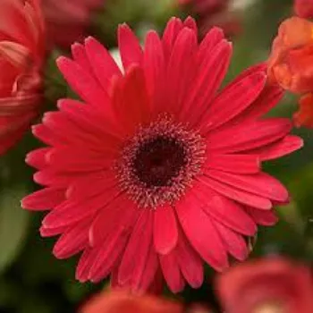 Natural Gerbera Daisy Plant
