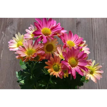 Gerbera Daisy Plant