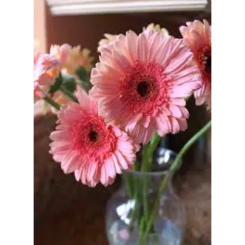 Organic Gerbera Daisy Plant