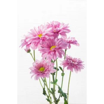 Gerbera Daisy Plant