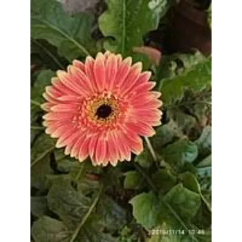 Natural Gerbera Daisy Plant
