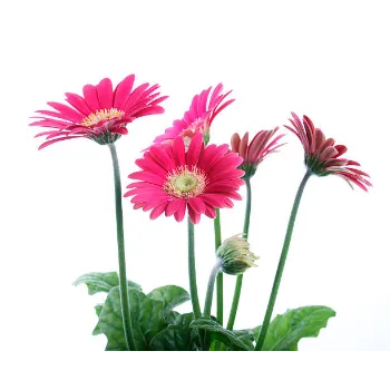 Gerbera Daisy Plant