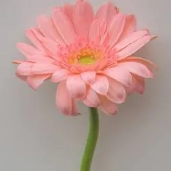 Organic  Gerbera Daisy Plant