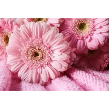 natural Gerbera Daisy Plant