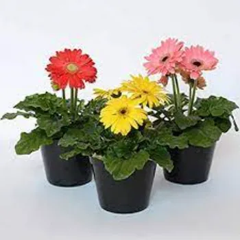 Rare Gerbera Daisy Plant