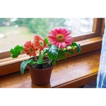 Organic Gerbera Daisy Plant