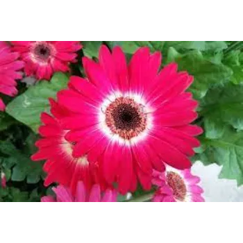 Common Gerbera Daisy Plant