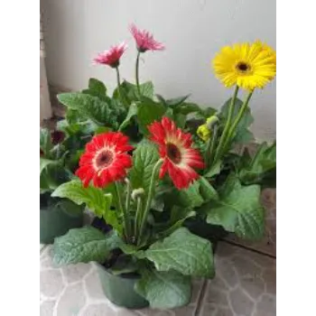 Organic Gerbera Daisy Plant