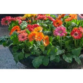 Natural Gerbera Daisy Plant