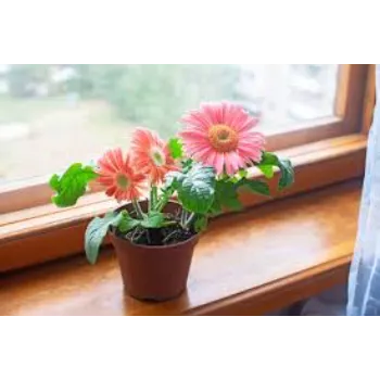Natural Gerbera Daisy Plant