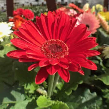 Gerbera Daisy Plant