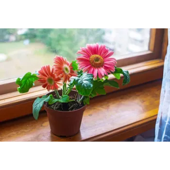 Attracative Gerbera Daisy Plant