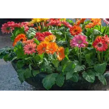 Organic Gerbera Daisy Plants