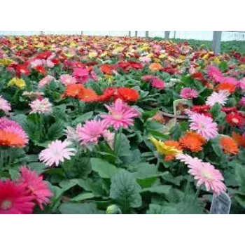 Fresh Gerbera Daisy Plants