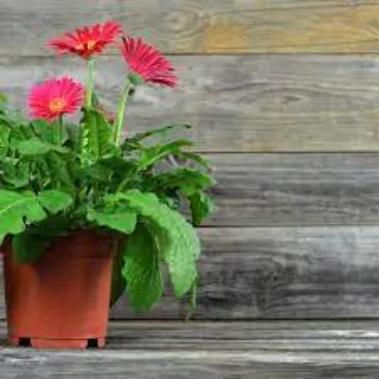 Organic Gerbera Flowers