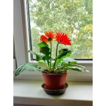 Natural Gerbera Flowers