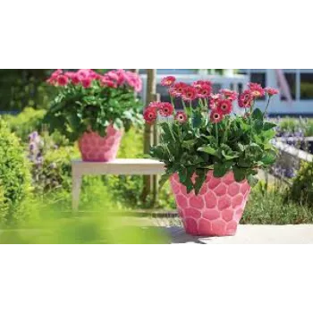 Organic Gerbera Daisy Plant