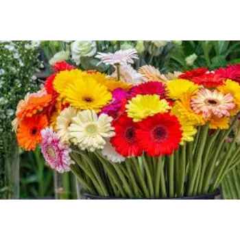 Fresh Gerbera Daisy Plant Manufacturer
