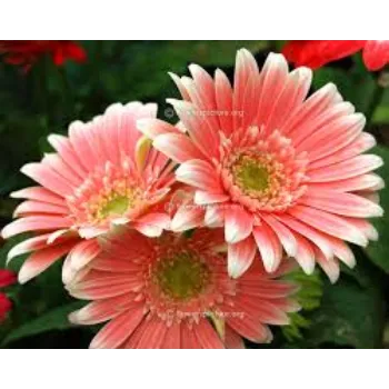Organic Gerbera Daisy Plant Manufacturer
