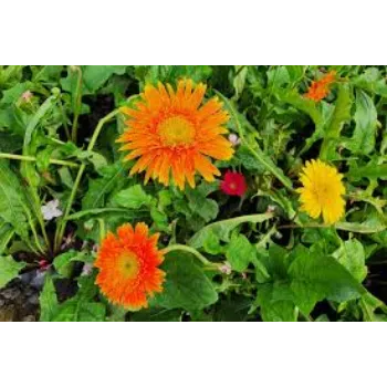 Natural Gerbera Daisy Plant Manufacturer